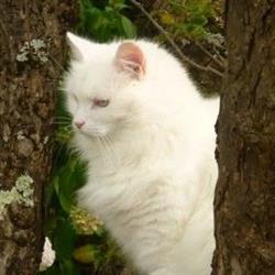 Marshfoot Cattery
