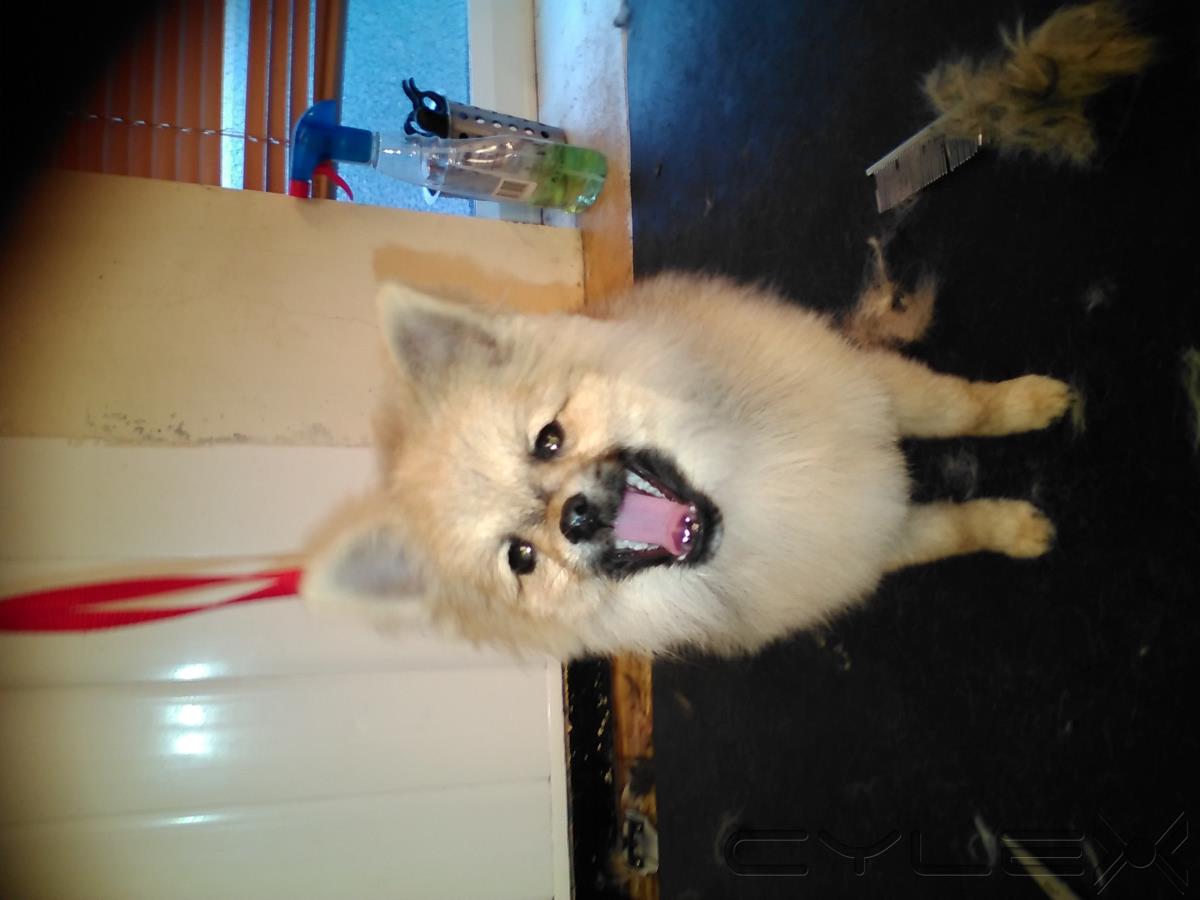 Pet Care, Suttoninashfield