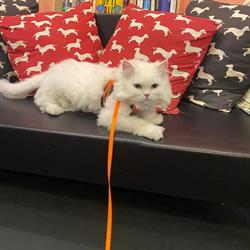 Joannes Dog & Cat Grooming Salon