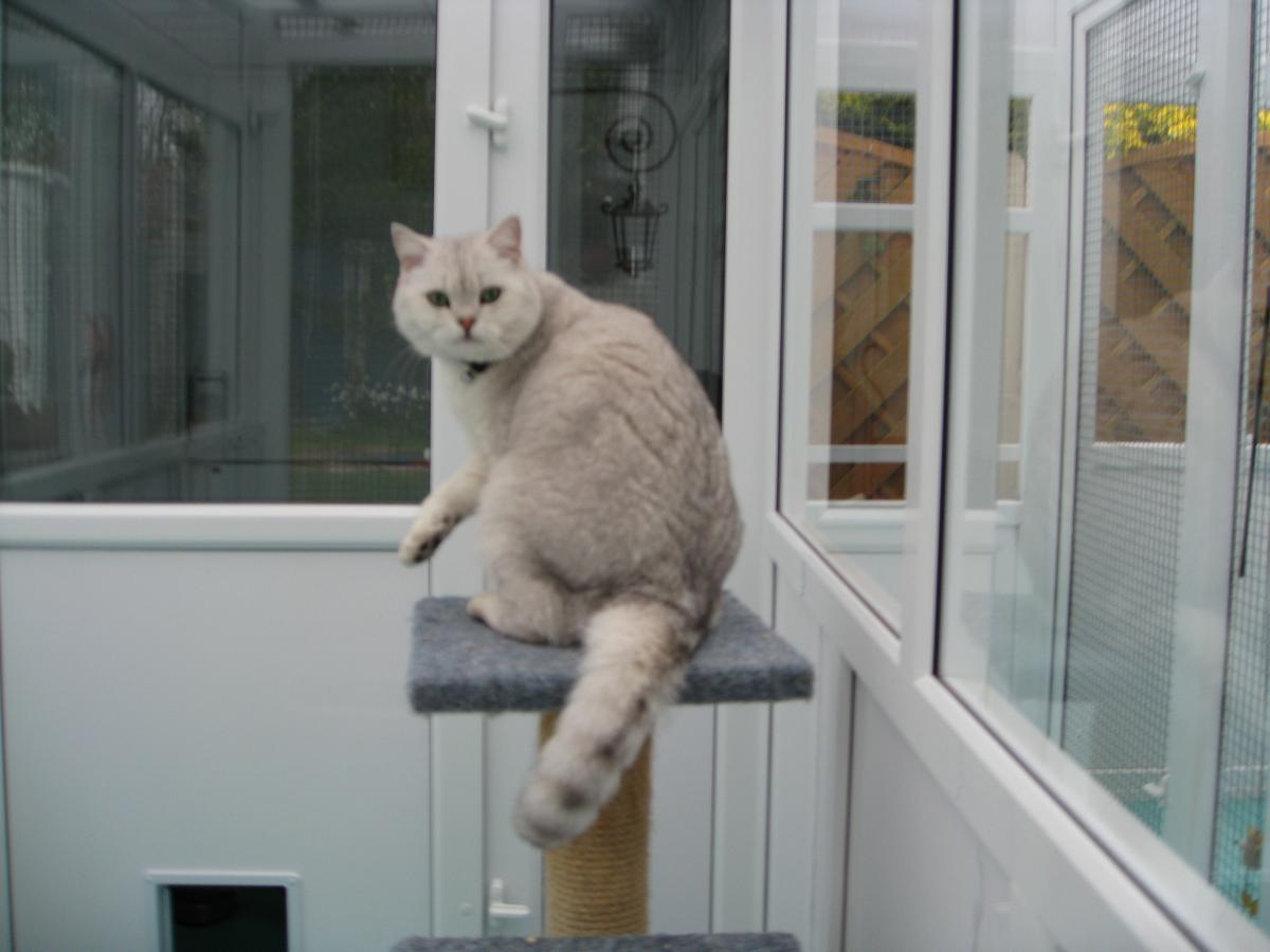 ▷ Cat Willows Boarding Cattery, Harwich