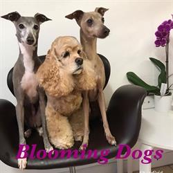 Blooming Dogs Grooming Salon