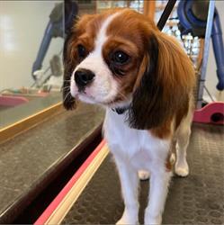 The Pooch Parlour