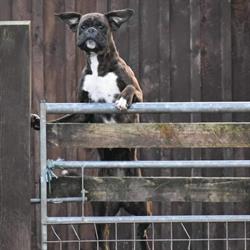 Crinan Kennels & Cattery