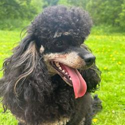Aliwags Pet Grooming