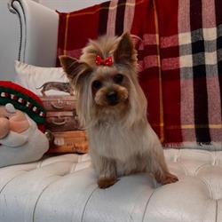 Pooch Pet Spa