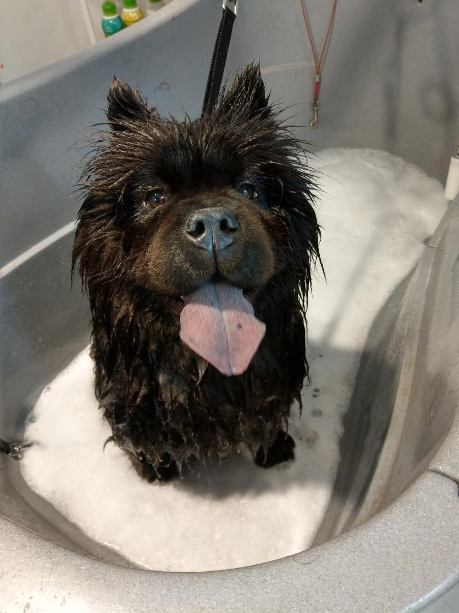 Menagerie Pet Grooming, Harrogate