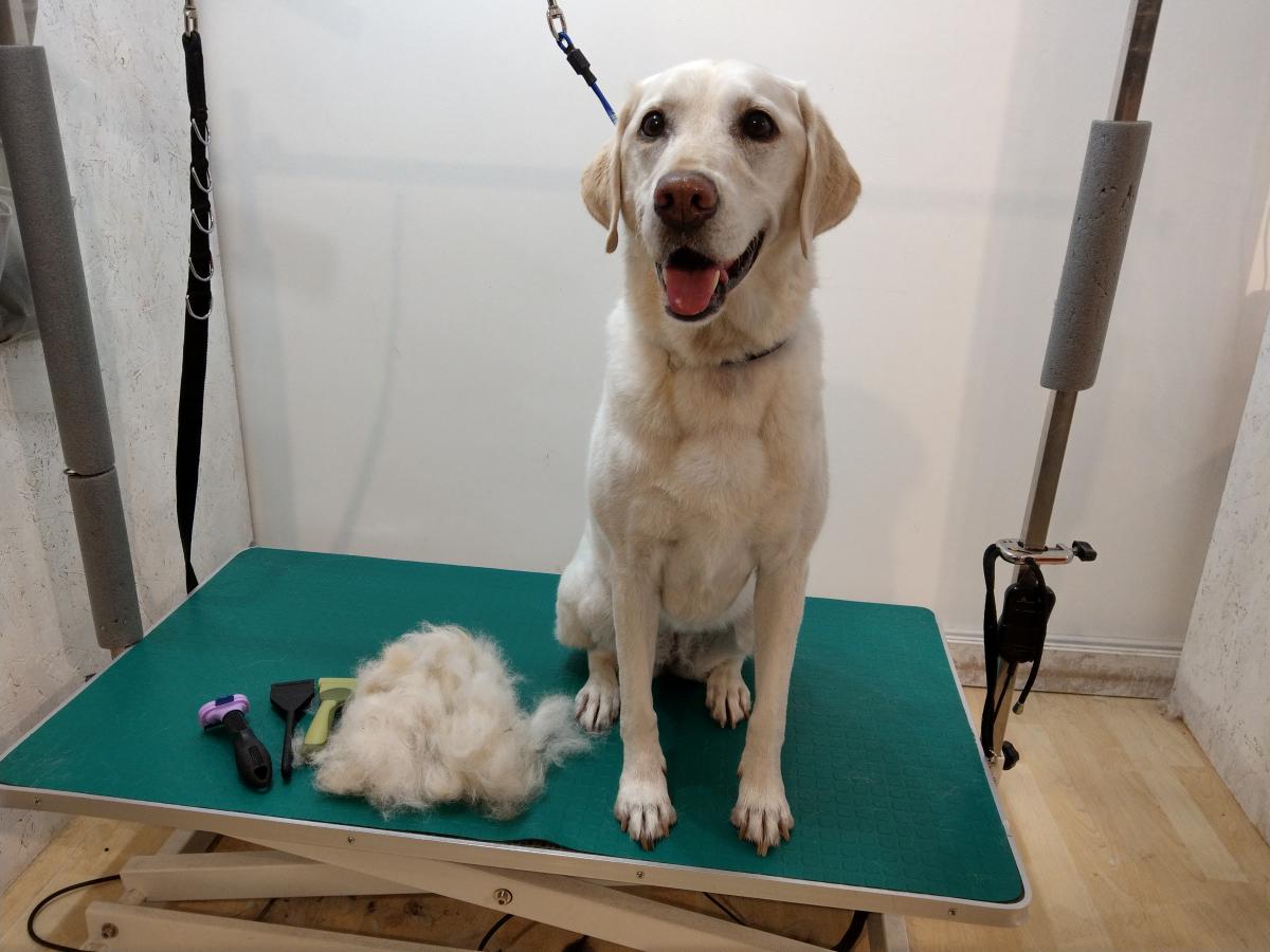 Menagerie Pet Grooming, Harrogate