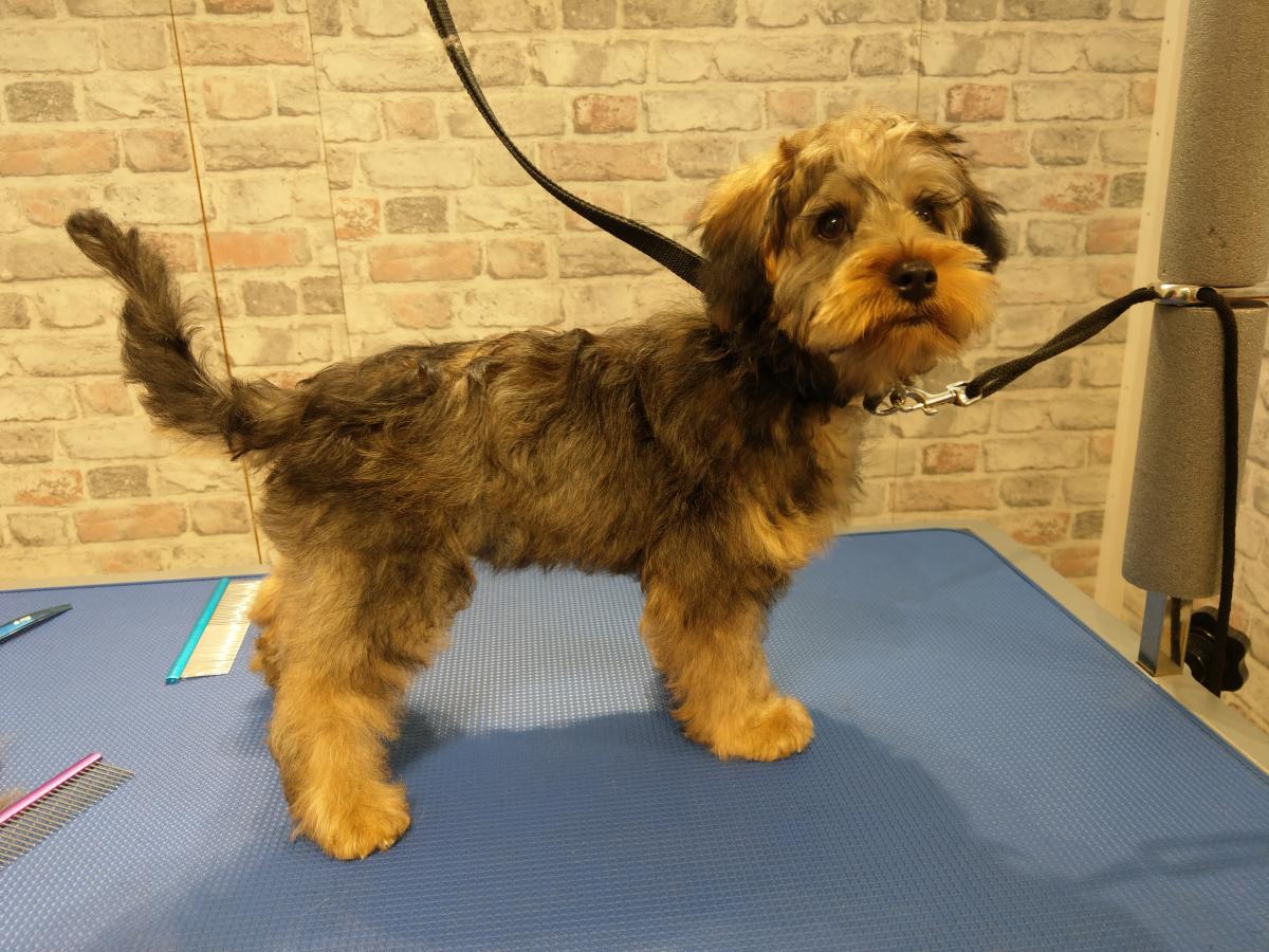 Menagerie Pet Grooming, Harrogate